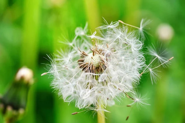 Nahaufnahme Löwenzahnsamen auf einem natürlichen grünen Hintergrund — Stockfoto