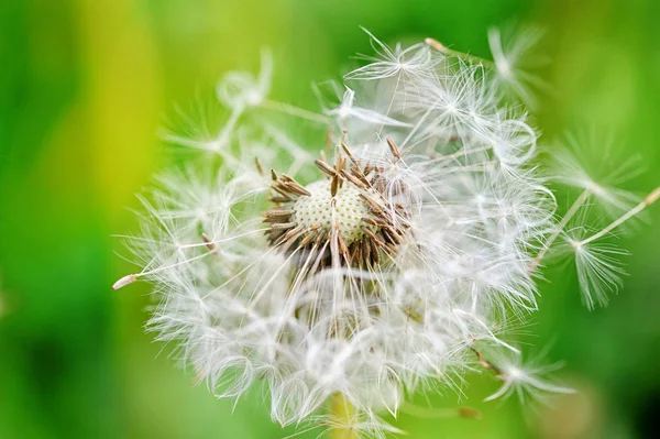 Nahaufnahme Löwenzahnsamen auf grünem Hintergrund — Stockfoto