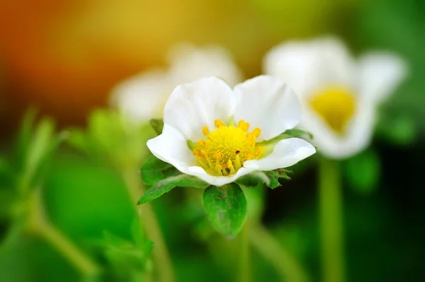Closeup strawberry flowers on a natural green background — Stock Photo, Image
