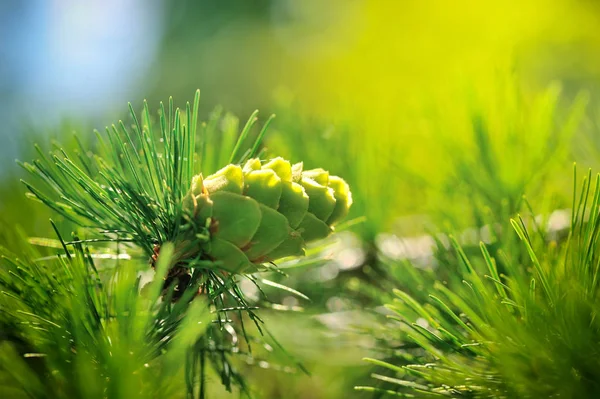 Jonge kegel van lariks boom in het zonlicht — Stockfoto