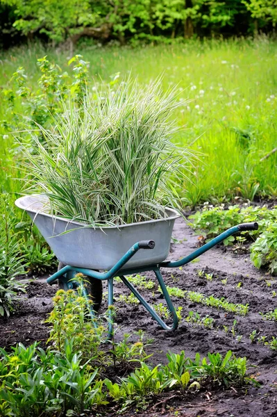 Gerobak gerobak yang penuh dengan sedge dekoratif (Reed canary grass) untuk ditanami di kebun — Stok Foto