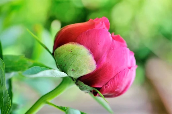Red peony bud on a green background — Stock Photo, Image
