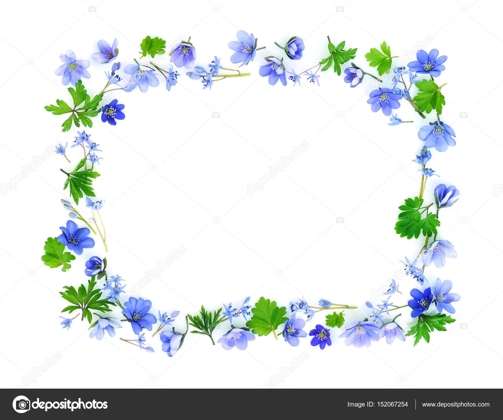 Blumenrechteck aus blauen Frühlingsblumen auf weißem Hintergrund