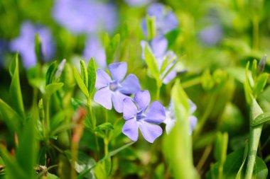 Periwinkle Vinca Ormanda mavi bahar çiçekleri