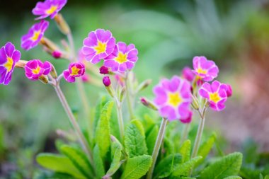 Primula juliae 'nin bahar çiçekleri (Julias Primrose) veya bahar bahçesinde mor çuha çiçeği.