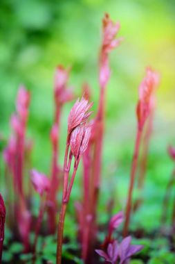 Bahar bahçe Peonies lahanası
