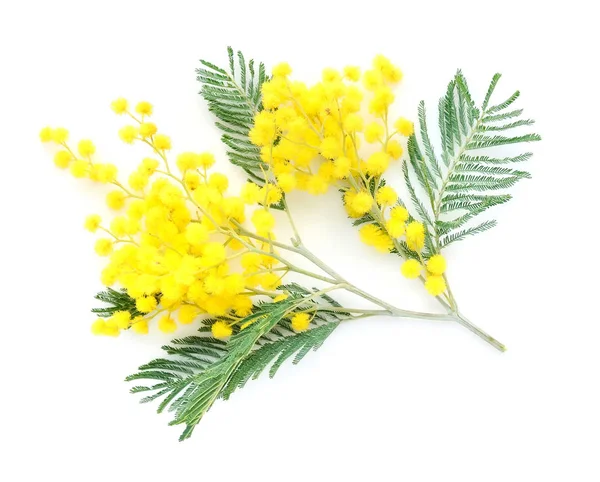 Mimosa (silver wattle) förgrena sig isolerade på vit bakgrund — Stockfoto