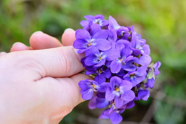 En bukett violer (Viola Odorata) i en kvinnlig hand — Stockfoto