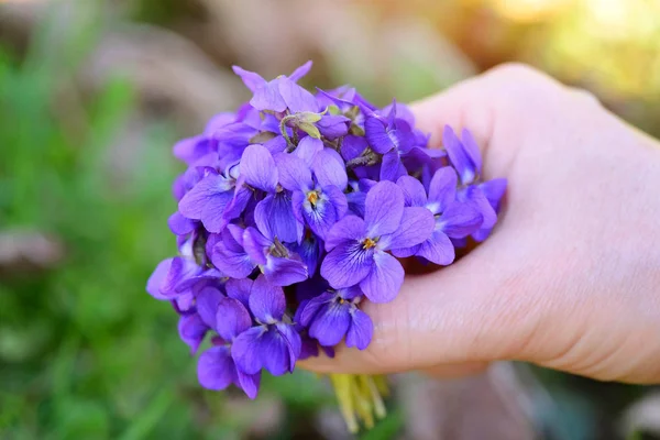 A bouquet of violets (Viola Odorata) in a female hand — Stock Photo, Image