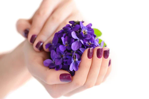 Manos de una mujer con manicura púrpura oscura en las uñas y ramo de violetas sobre un fondo blanco — Foto de Stock