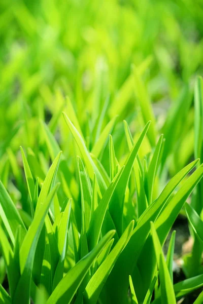 Green grass background with sunlight — Stock Photo, Image