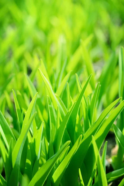 Grönt gräs bakgrund med solljus — Stockfoto