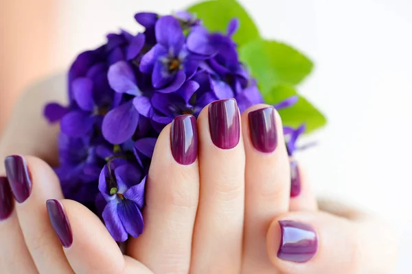 Mãos de uma mulher com manicure roxo escuro em pregos e buquê de violetas em um fundo branco — Fotografia de Stock