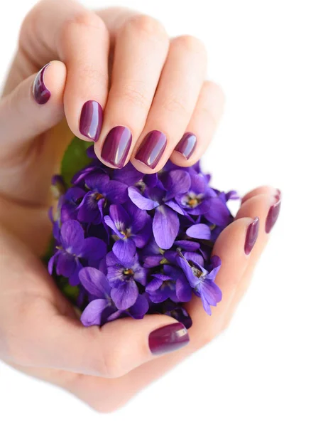 Mani di una donna con manicure viola scuro su unghie e mazzo di viole su sfondo bianco — Foto Stock