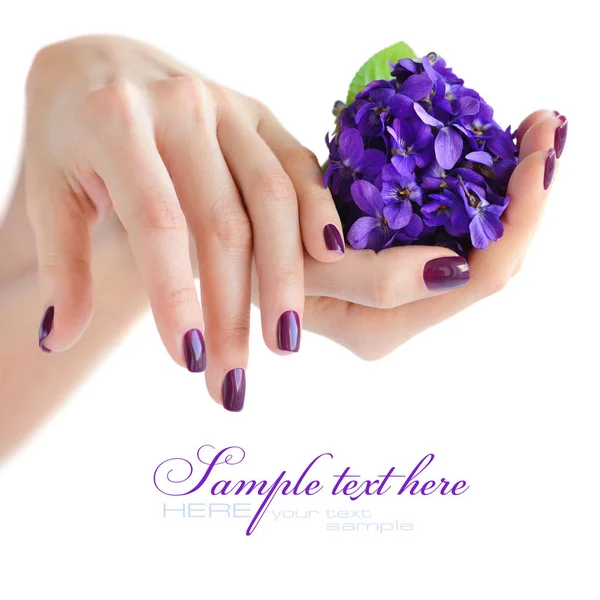 Hands of a woman with dark purple manicure on nails and bouquet of violets on a white background — Stock Photo, Image