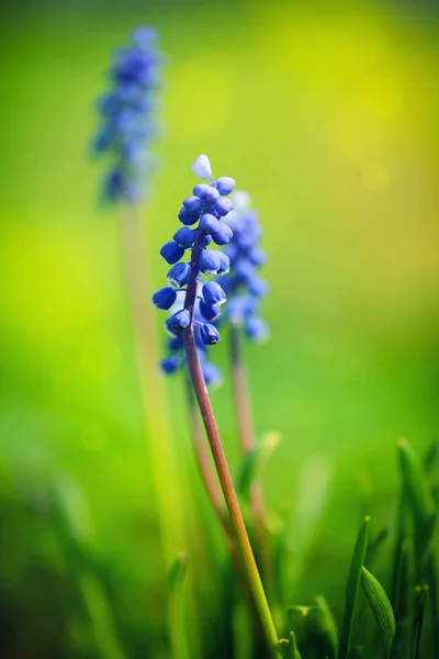 Jacinthe bleue Muscari (Muscari botryoides) au printemps journée ensoleillée — Photo