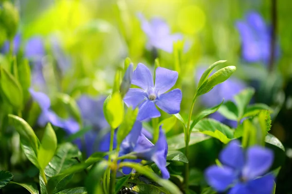 Periwinkle Vinca modré jarní květiny v lese — Stock fotografie