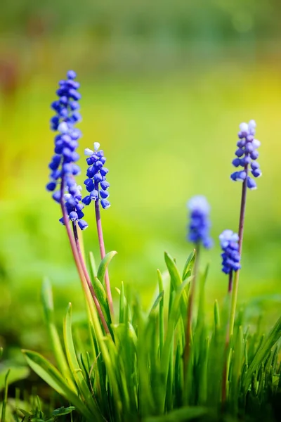 Blue Hyacinth Muscari (Muscari botryoides) no dia ensolarado da primavera — Fotografia de Stock