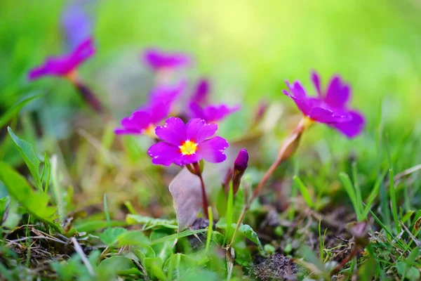 Весенние цветы Primula juliae (Julias Primrose) или фиолетовые первоцветы в весеннем саду. — стоковое фото