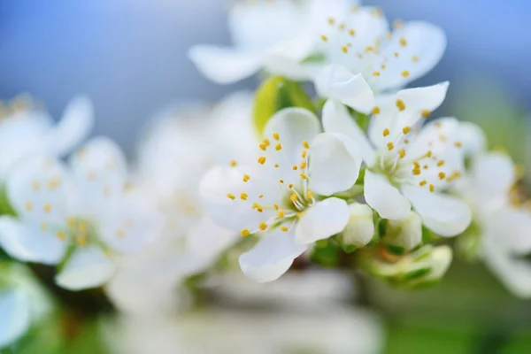 Flores florescem em um ramo de ameixa contra o céu azul — Fotografia de Stock