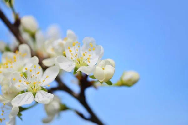 Цветы цветут на ветке сливы против голубого неба — стоковое фото