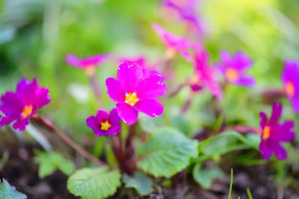 Flores da primavera de Primula juliae (Julias Prímula) ou prímula roxa no jardim da primavera. — Fotografia de Stock