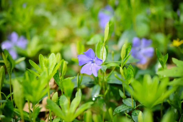 Periwinkle Vinca niebieskie wiosenne kwiaty w lesie — Zdjęcie stockowe