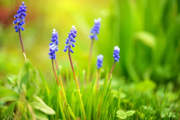 Blue Hyacinth Muscari (Muscari botryoides) in spring sunny day — Stock Photo, Image