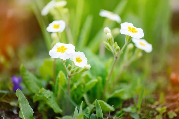 Wiosenne kwiaty Primula juliae (Pierwiosnek Julias) lub biały wiesiołka w spring garden. — Zdjęcie stockowe