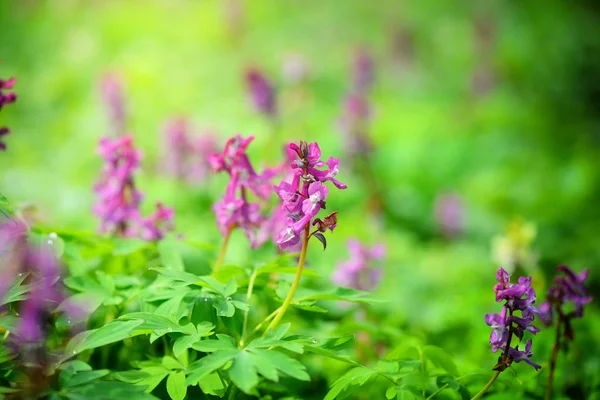 Hollowroot (in Latin: Corydalis cava) blooms in the forest — Stock Photo, Image