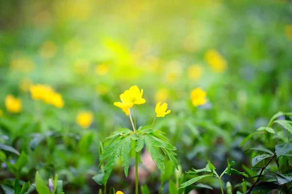 Die Gelbe Waldanemone (lateinisch: Anemone ranunculoides) blüht im Wald — Stockfoto