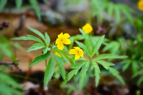 Желтый древесный анемон (на латыни: Anemone Ranunculoides) цветет в лесу — стоковое фото