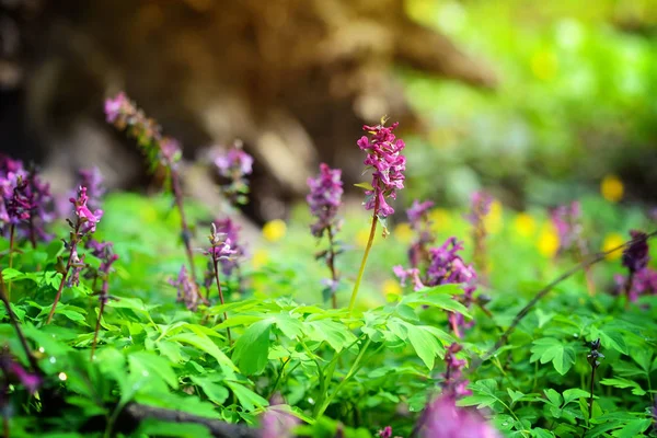 Hollowroot (em latim: Corydalis cava) floresce na floresta — Fotografia de Stock