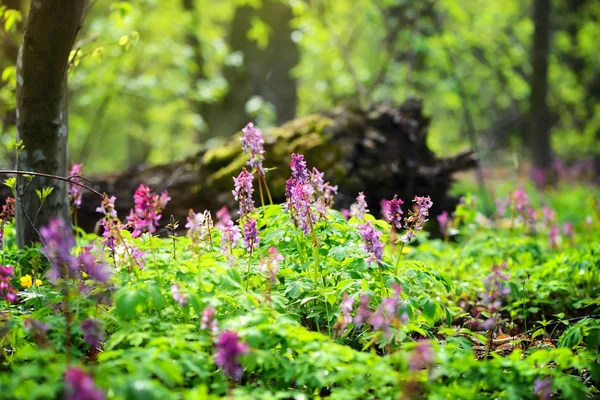 Hollowroot (em latim: Corydalis cava) floresce na floresta — Fotografia de Stock