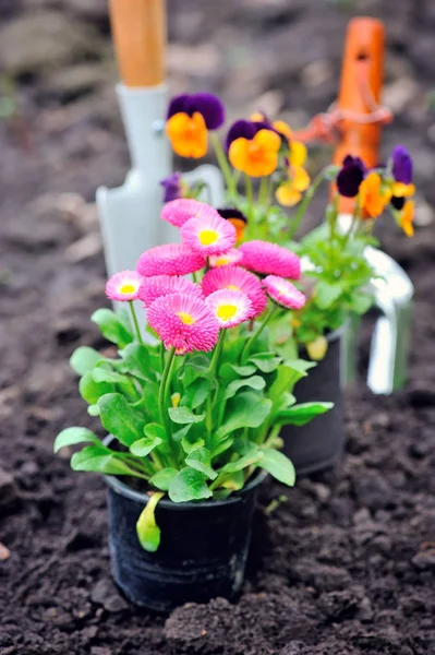 Hermosas flores de marguerita y herramientas de jardín —  Fotos de Stock