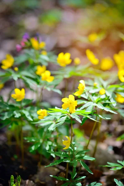 黄色木海葵 (拉丁语︰ 海葵 Ranunculoides) 在森林里绽放 — 图库照片