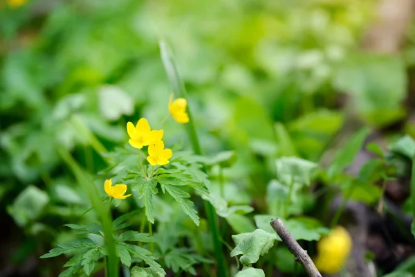 The yellow wood anemone (in Latin: Anemone Ranunculoides) blooms in the forest — Stock Photo, Image