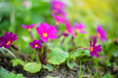 Primula juliae 'nin bahar çiçekleri (Julias Primrose) veya bahar bahçesinde mor çuha çiçeği.
