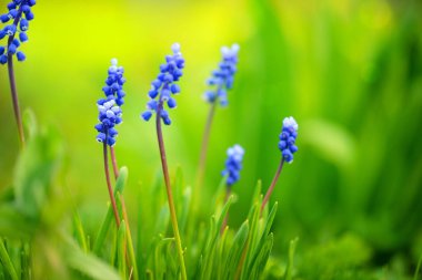 Mavi sümbül Muscari (Muscari botryoides) bahar güneşli gün
