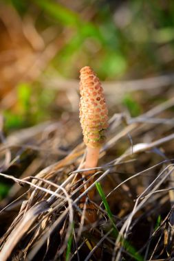 Genç sürgünler at kuyruğu (Latince: Equisetum arvense)