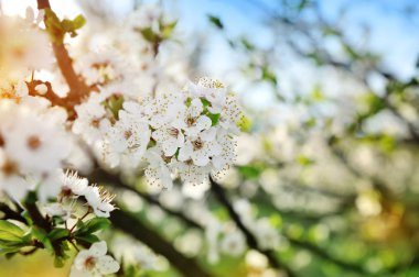 Mavi gökyüzüne karşı armut dalında çiçekler açar.