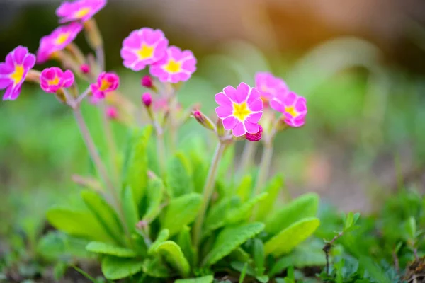 Frühlingsblumen von Primula juliae (Julias Primrose) oder Purpurprimeln im Frühlingsgarten. — Stockfoto