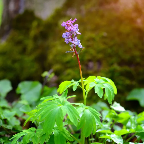 Hollowroot (på latin: Corydalis cava) blommar i skogen — Stockfoto