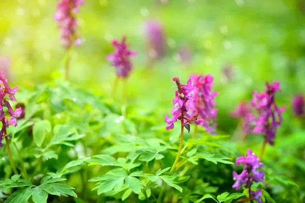 Hollowroot (in Latin: Corydalis cava) blooms in the forest — Stock Photo, Image