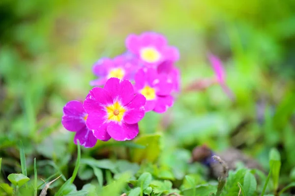 초본 juliae (Julias 앵 초) 또는 보라색 pri의 봄 꽃 — 스톡 사진