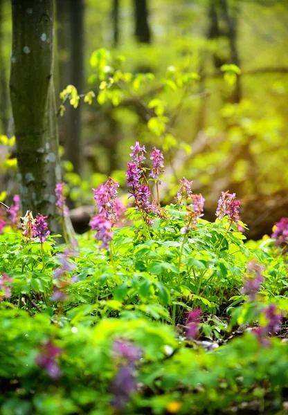 Hollowroot (po łacinie: Corydalis cava) kwitnie w lesie — Zdjęcie stockowe