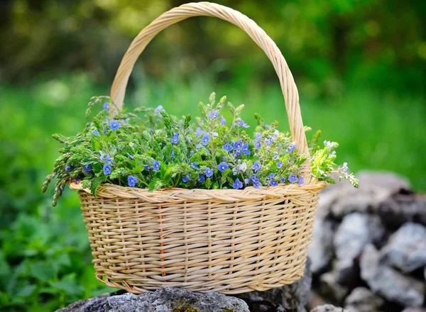 Fleurs de Veronica (Veronica chamaedrys) dans un panier dans la prairie — Photo