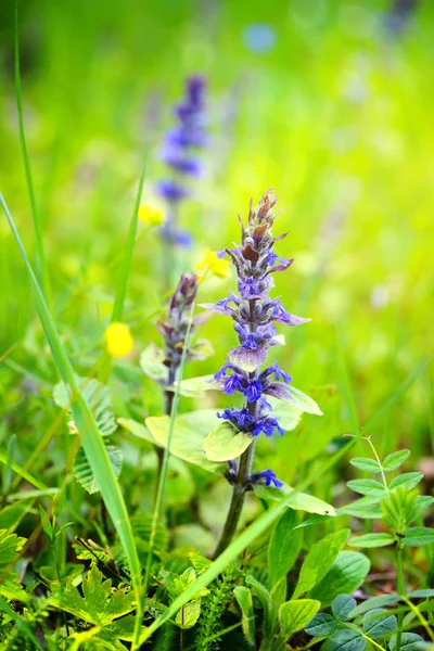 Blommande blå bugleweeds (rör reptans) i sommaräng — Stockfoto