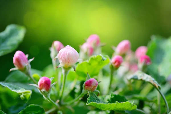 Apple blossom pąki w promieniach słońca na tle naturalny — Zdjęcie stockowe