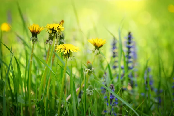 Närbild av blommande gul maskros blommor (Taraxacum officinale) i trädgården på våren — Stockfoto